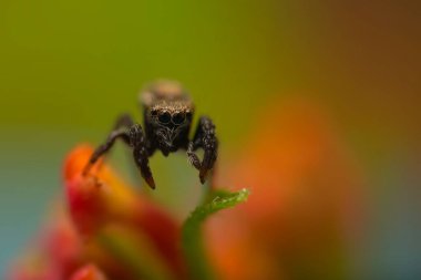 Zıplayan örümcek. Şirin bir örümceğin detaylı bir fotoğrafı. Renkli doğal arkaplan.