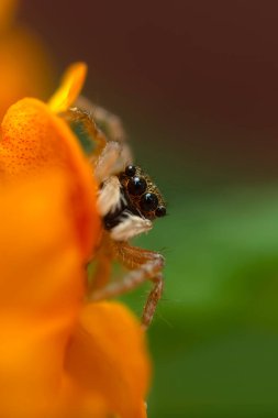 Zıplayan örümcek. Şirin bir örümceğin detaylı bir fotoğrafı. Renkli doğal arkaplan.