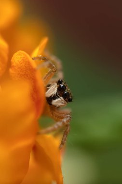 Zıplayan örümcek. Şirin bir örümceğin detaylı bir fotoğrafı. Renkli doğal arkaplan.
