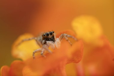 Zıplayan örümcek. Şirin bir örümceğin detaylı bir fotoğrafı. Renkli doğal arkaplan.