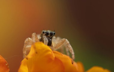 Zıplayan örümcek. Şirin bir örümceğin detaylı bir fotoğrafı. Renkli doğal arkaplan.