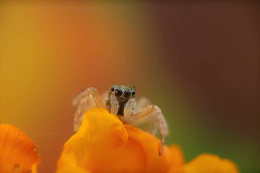 Zıplayan örümcek. Şirin bir örümceğin detaylı bir fotoğrafı. Renkli doğal arkaplan.