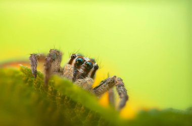Zıplayan örümcek. Şirin bir örümceğin detaylı bir fotoğrafı. Renkli doğal arkaplan.