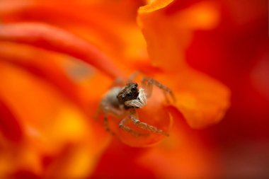 Zıplayan örümcek. Şirin bir örümceğin detaylı bir fotoğrafı. Renkli doğal arkaplan.