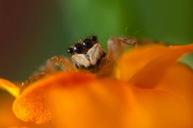 Zıplayan örümcek. Şirin bir örümceğin detaylı bir fotoğrafı. Renkli doğal arkaplan.