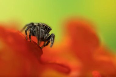 Bir örümceğin yakın plan fotoğrafı. Zıplayan örümcek. Doğal arkaplan.