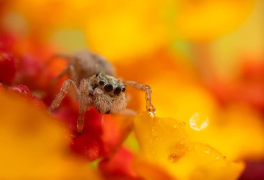 Bir örümceğin yakın plan fotoğrafı. Zıplayan örümcek. Doğal arkaplan.