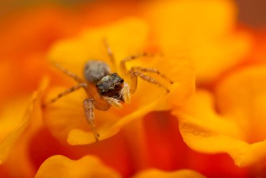 Bir örümceğin yakın plan fotoğrafı. Zıplayan örümcek. Doğal arkaplan.
