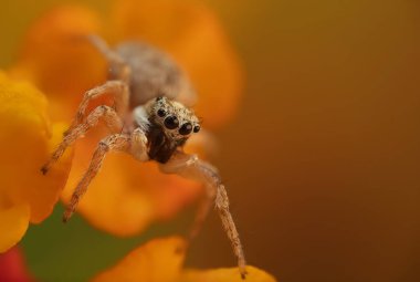 Bir örümceğin yakın plan fotoğrafı. Zıplayan örümcek. Doğal arkaplan.