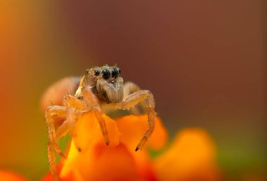 Bir örümceğin yakın plan fotoğrafı. Zıplayan örümcek. Doğal arkaplan.