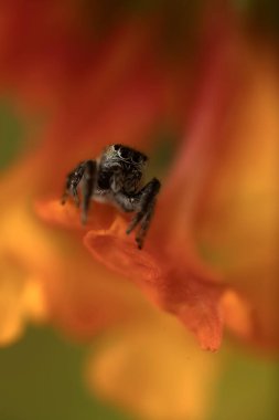 Bir örümceğin yakın plan fotoğrafı. Zıplayan örümcek. Doğal arkaplan.