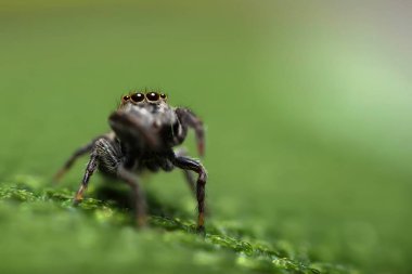 Bir örümceğin yakın plan fotoğrafı. Zıplayan örümcek. Doğal arkaplan.