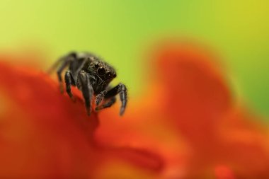 Bir örümceğin yakın plan fotoğrafı. Zıplayan örümcek. Doğal arkaplan.