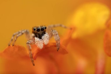 Bir örümceğin yakın plan fotoğrafı. Zıplayan örümcek. Doğal arkaplan.