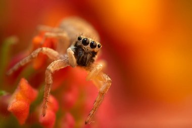 Bir örümceğin yakın plan fotoğrafı. Zıplayan örümcek. Doğal arkaplan.