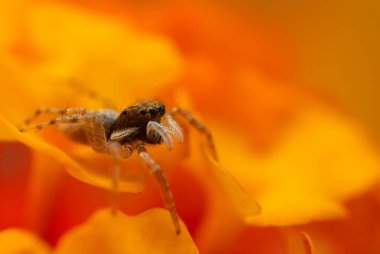 Bir örümceğin yakın plan fotoğrafı. Zıplayan örümcek. Doğal arkaplan.