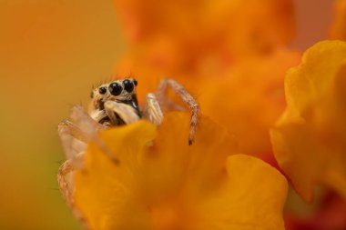 Bir örümceğin yakın plan fotoğrafı. Zıplayan örümcek. Doğal arkaplan.
