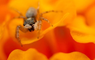 Bir örümceğin yakın plan fotoğrafı. Zıplayan örümcek. Doğal arkaplan.
