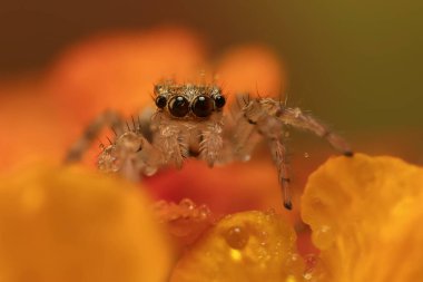 Bir örümceğin yakın plan fotoğrafı. Zıplayan örümcek. Doğal arkaplan.