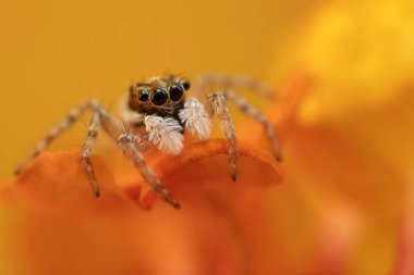 Bir örümceğin yakın plan fotoğrafı. Zıplayan örümcek. Doğal arkaplan.