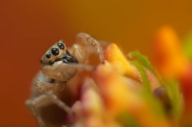Bir örümceğin yakın plan fotoğrafı. Zıplayan örümcek. Doğal arkaplan.