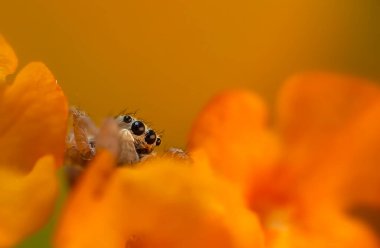 Bir örümceğin yakın plan fotoğrafı. Zıplayan örümcek. Doğal arkaplan.