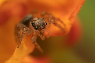 Bir örümceğin yakın plan fotoğrafı. Zıplayan örümcek. Doğal arkaplan.