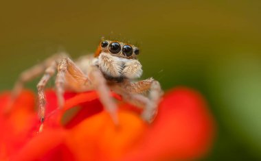 Bir örümceğin yakın plan fotoğrafı. Zıplayan örümcek. Doğal arkaplan.