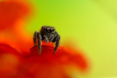 Bir örümceğin yakın plan fotoğrafı. Zıplayan örümcek. Doğal arkaplan.