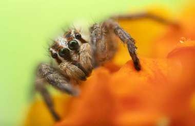 Örümceklerin en sevimlisi, zıplayan örümcek. Zıplayan bir örümceğin yakın plan fotoğrafı. Doğal arkaplan.