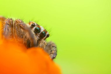 Örümceklerin en sevimlisi, zıplayan örümcek. Zıplayan bir örümceğin yakın plan fotoğrafı. Doğal arkaplan.