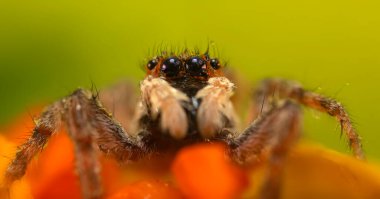 Örümceklerin en sevimlisi, zıplayan örümcek. Zıplayan bir örümceğin yakın plan fotoğrafı. Doğal arkaplan.