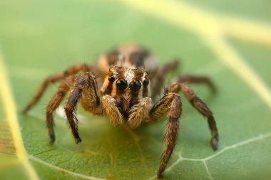 Örümceklerin en sevimlisi, zıplayan örümcek. Zıplayan bir örümceğin yakın plan fotoğrafı. Doğal arkaplan.