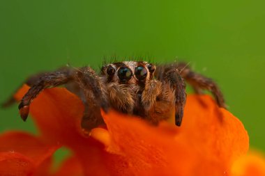 Örümceklerin en sevimlisi, zıplayan örümcek. Zıplayan bir örümceğin yakın plan fotoğrafı. Doğal arkaplan.
