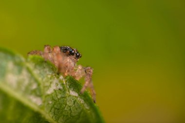 Örümceklerin en sevimlisi, zıplayan örümcek. Zıplayan bir örümceğin yakın plan fotoğrafı. Doğal arkaplan.