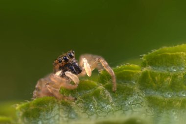 Örümceklerin en sevimlisi, zıplayan örümcek. Zıplayan bir örümceğin yakın plan fotoğrafı. Doğal arkaplan.