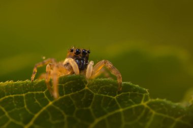 Örümceklerin en sevimlisi, zıplayan örümcek. Zıplayan bir örümceğin yakın plan fotoğrafı. Doğal arkaplan.