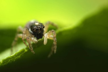 Örümceklerin en sevimlisi, zıplayan örümcek. Zıplayan bir örümceğin yakın plan fotoğrafı. Doğal arkaplan.