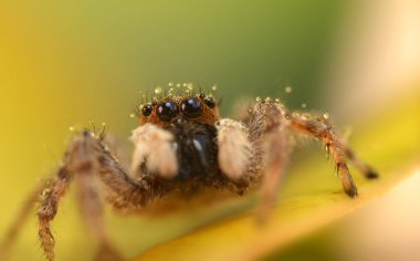 Örümceklerin en sevimlisi, zıplayan örümcek. Zıplayan bir örümceğin yakın plan fotoğrafı. Doğal arkaplan.