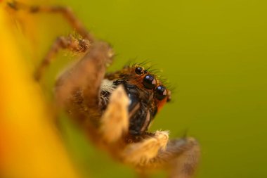 Örümceklerin en sevimlisi, zıplayan örümcek. Zıplayan bir örümceğin yakın plan fotoğrafı. Doğal arkaplan.