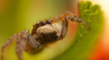 Örümceklerin en sevimlisi, zıplayan örümcek. Zıplayan bir örümceğin yakın plan fotoğrafı. Doğal arkaplan.