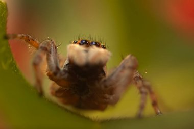 Örümceklerin en sevimlisi, zıplayan örümcek. Zıplayan bir örümceğin yakın plan fotoğrafı. Doğal arkaplan.