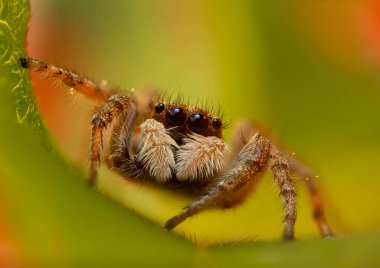 Örümceklerin en sevimlisi, zıplayan örümcek. Zıplayan bir örümceğin yakın plan fotoğrafı. Doğal arkaplan.