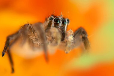 Örümceklerin en sevimlisi, zıplayan örümcek. Zıplayan bir örümceğin yakın plan fotoğrafı. Doğal arkaplan.