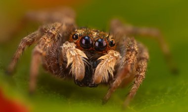 Örümceklerin en sevimlisi, zıplayan örümcek. Zıplayan bir örümceğin yakın plan fotoğrafı. Doğal arkaplan.