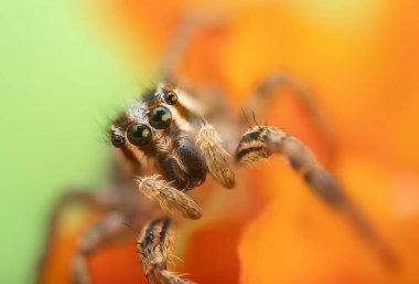 Örümceklerin en sevimlisi, zıplayan örümcek. Zıplayan bir örümceğin yakın plan fotoğrafı. Doğal arkaplan.