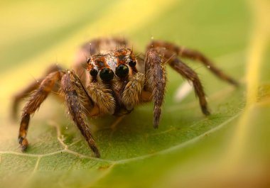 Örümceklerin en sevimlisi, zıplayan örümcek. Zıplayan bir örümceğin yakın plan fotoğrafı. Doğal arkaplan.