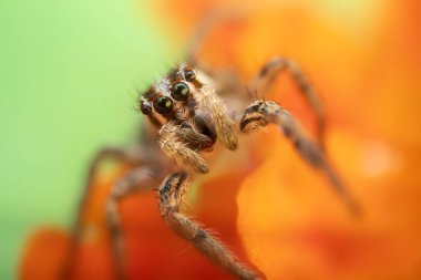 Örümceklerin en sevimlisi, zıplayan örümcek. Zıplayan bir örümceğin yakın plan fotoğrafı. Doğal arkaplan.