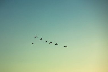A flock of birds flying south in the evenig sky