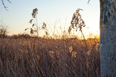 Sunset with two trees in winter. An idyllic winter sunset in nature. Landscape photo.